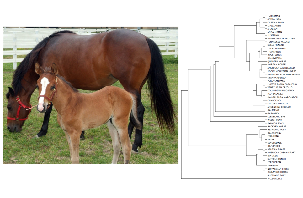 Horse Ancestry / Breed testing